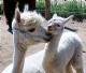 as a cria with her dam