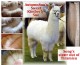 Kimi-Sue, carrying ~ 5lbs of cria fleece!