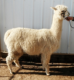 052812 - just before shearing, very pregnant 052812 - just before shearing, very pregnant