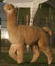 Kamala's sire