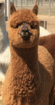 Velvet Rose as a Juvenile