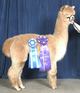 Sire: Constantino