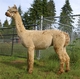 Adult, shorn, right side.