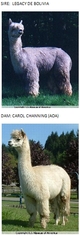 Millie's sire and dam