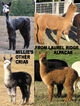 Millie's crias for Laurel Ridge