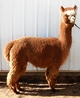 6/28/12 - days before birthing, full fleeced right before shearing