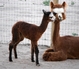 2012 cria - beautiful boy!