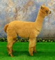 Yearling - 2018