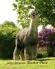 Regal Herdsire