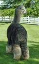 full fleeced - back legs