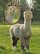 offspring