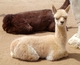 Cee Jae x Ryder 2009 cria