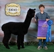 Color Champion 2011 GWAS (Level 5)