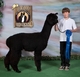 1st! @ 2011 AOBA National Show!