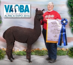 Photo of Andromeda's Blackstarr