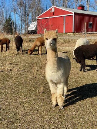 Photo of Andromeda's Sadie