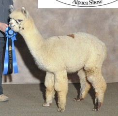 Photo of Juno's Serena