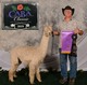 alpaca for sale