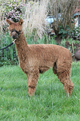 alpaca for sale