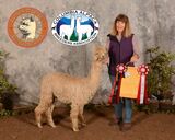 alpaca for sale