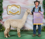 alpaca for sale