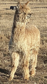 alpaca for sale