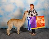 alpaca for sale
