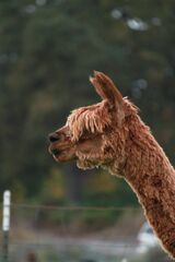 alpaca for sale