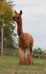 alpaca for sale