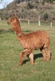 alpaca for sale