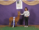 alpaca for sale
