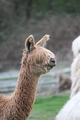 alpaca for sale