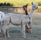 alpaca for sale