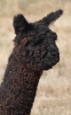 alpaca for sale