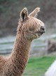 alpaca for sale
