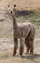 alpaca for sale