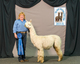 alpaca for sale