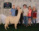alpaca for sale