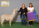 alpaca for sale