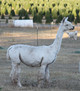 alpaca for sale