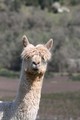 alpaca for sale