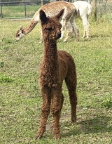 alpaca for sale