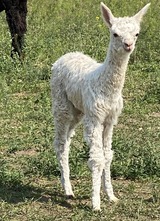 alpaca for sale