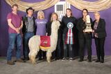 alpaca for sale