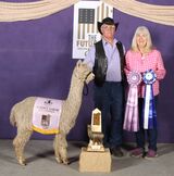 alpaca for sale