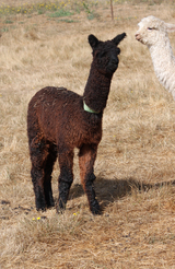 alpaca for sale