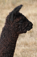 alpaca for sale