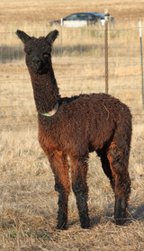 alpaca for sale