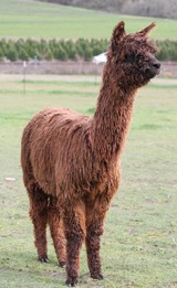 alpaca for sale