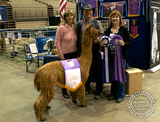 alpaca for sale